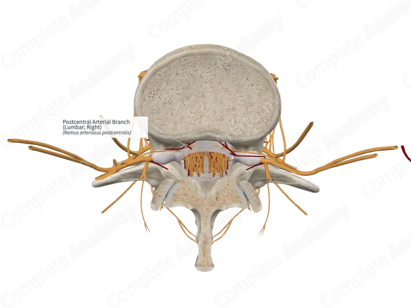 Postcentral Arterial Branch (Lumbar; Right)