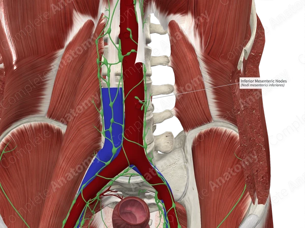 Inferior Mesenteric Nodes