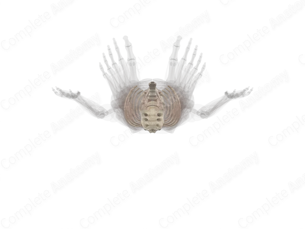 Axial Skeleton
