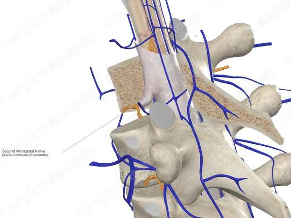 Second Intercostal Nerve 