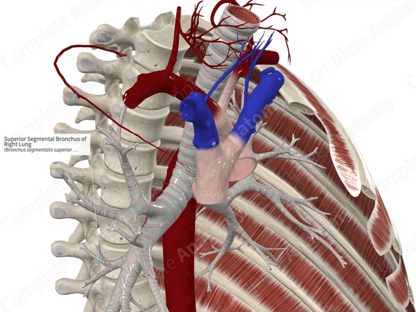Superior Segmental Bronchus of Right Lung