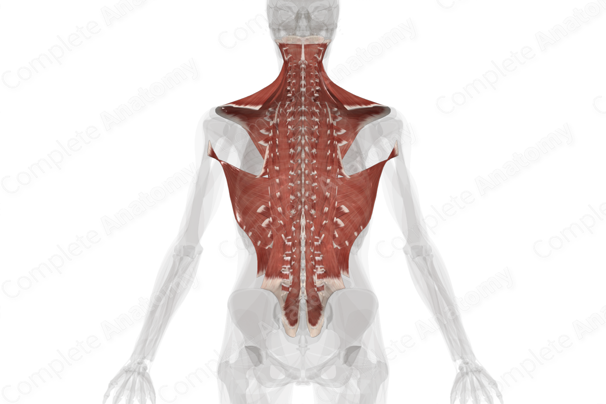Complete Anatomy Biology Diagrams