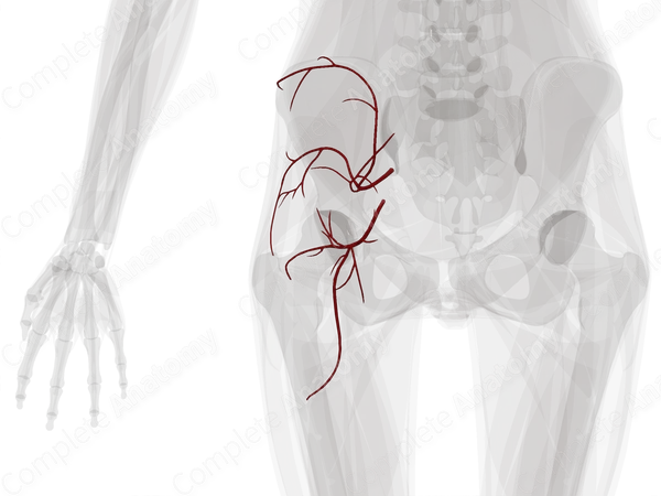 Arteries of Gluteal Region (Left)