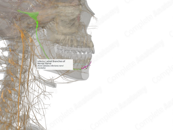 Inferior Labial Branches of Mental Nerve (Right)
