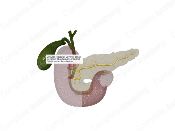 Circular Muscular Layer of Small intestine (Duodenum; Anterior)