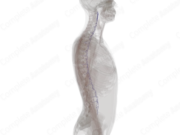 Anterior External Vertebral Venous Plexus
