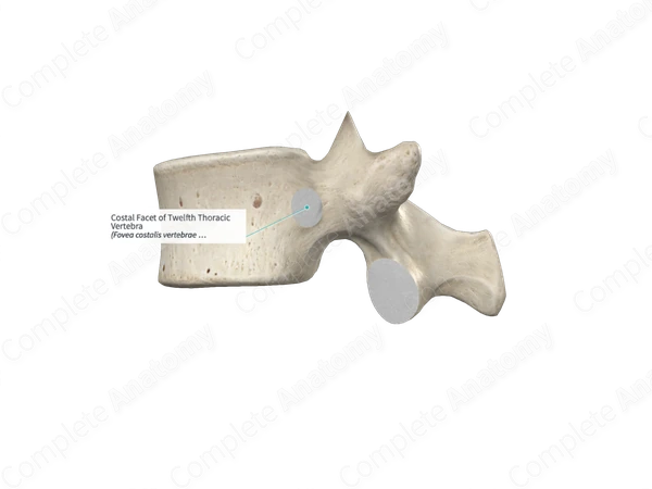Costal Facet of Twelfth Thoracic Vertebra