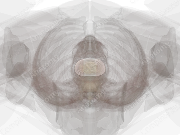 Intervertebral Disc (L4-L5)