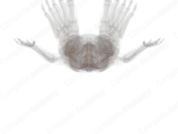 Intervertebral Veins