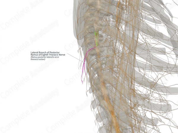Lateral Branch of Posterior Ramus of Eighth Thoracic Nerve (Right)