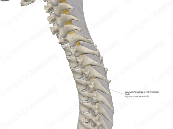 Ligaments Lumbar Spine Structure Ligaments Surrounding Lumbar Spine  Posterior Longitudinal — Stock Photo © stihii #603749832, image size:1200x800