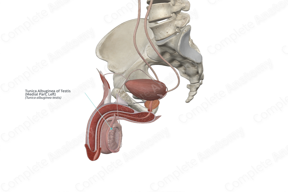 Tunica Albuginea Of Testis Medial Part Left Complete Anatomy 