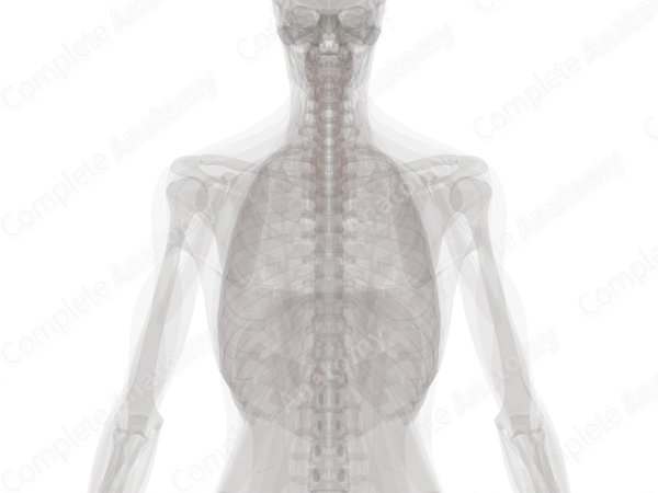Central Canal of Spinal Cord