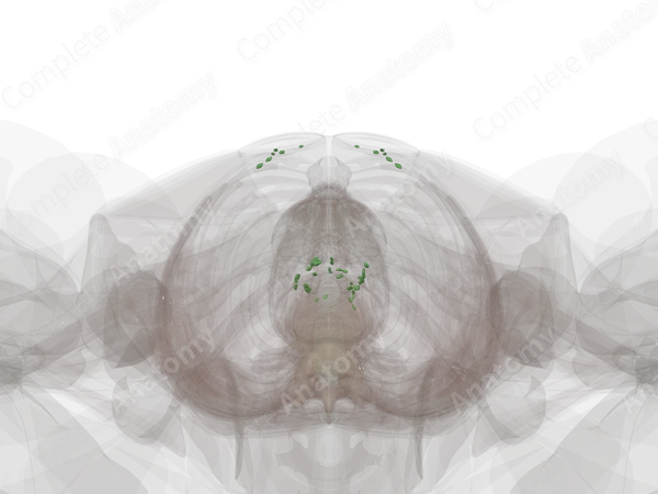 Parietal Abdominal Lymph Nodes