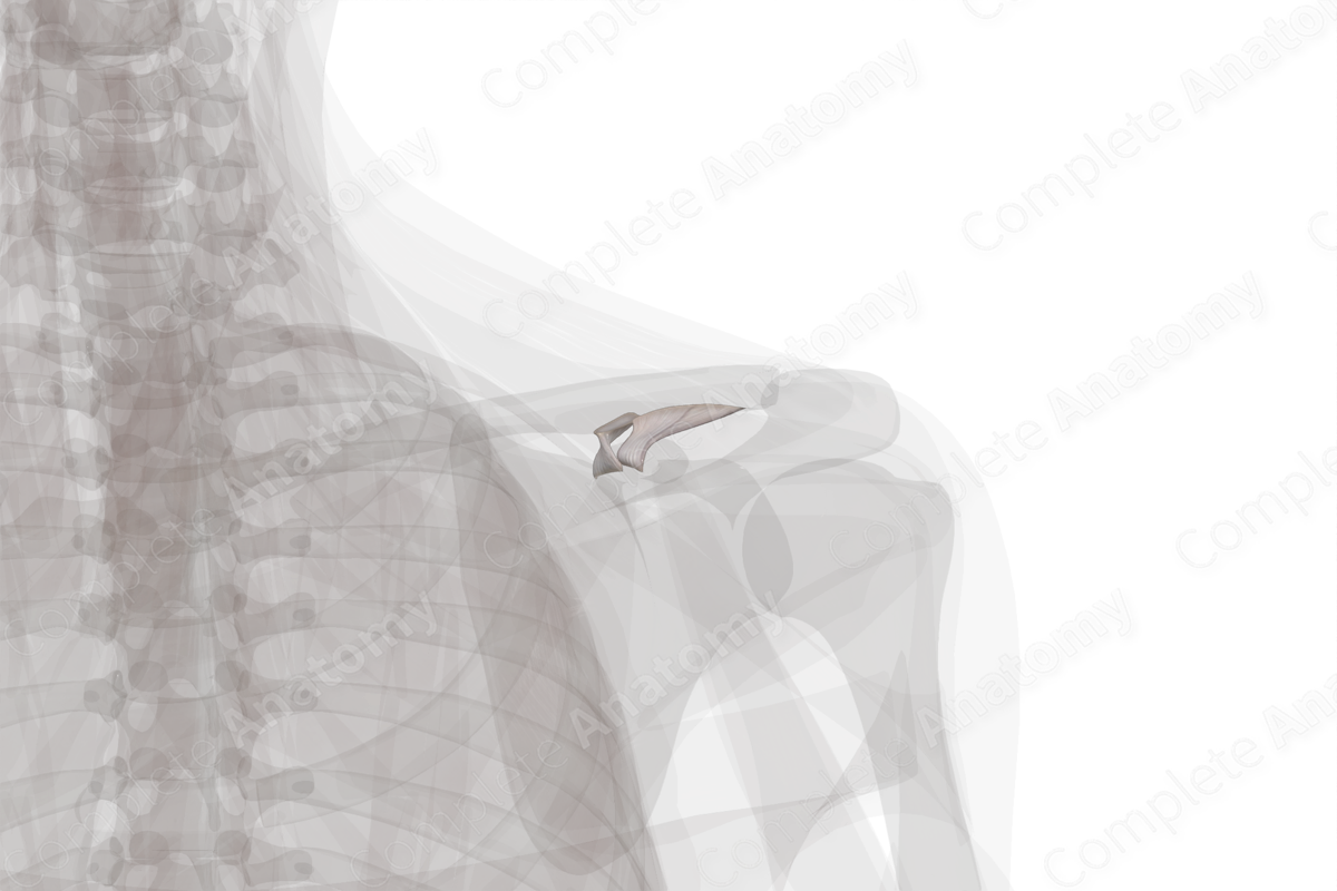 Coracoclavicular Ligament (Left)