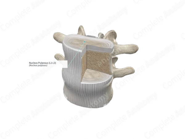 Nucleus Pulposus (L2-L3)