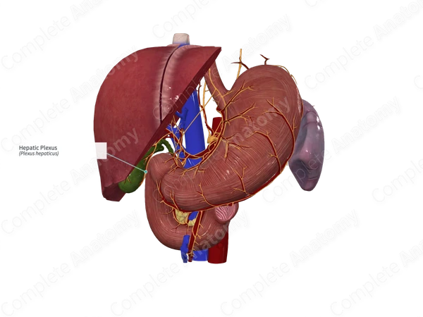 Hepatic Plexus