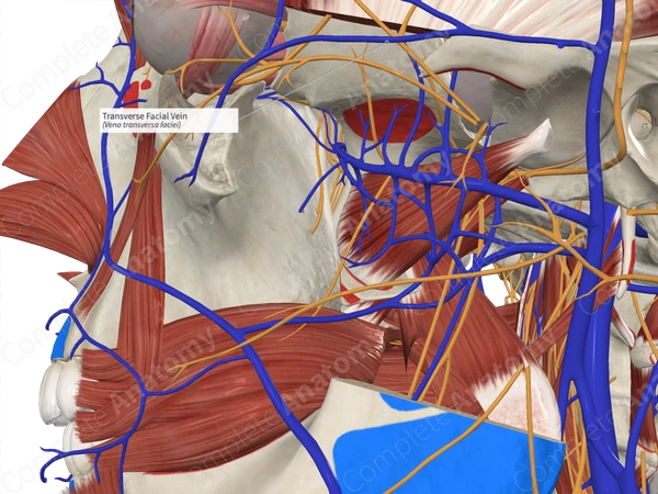 Transverse Facial Vein 