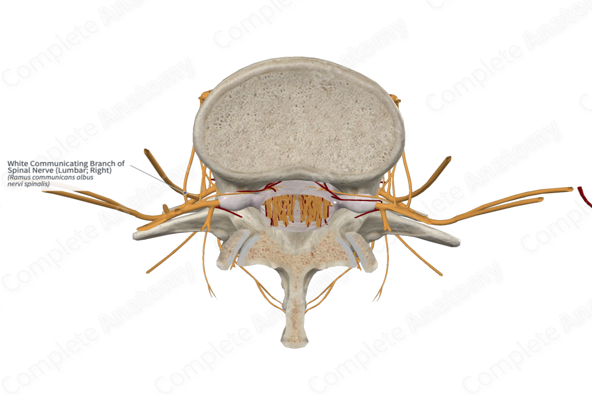 White Communicating Branch of Spinal Nerve (Lumbar; Right)