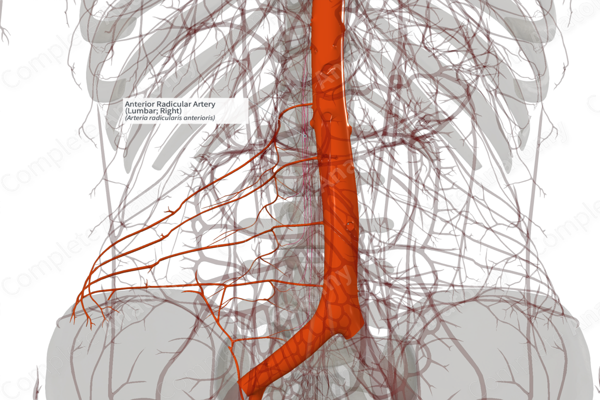 Anterior Radicular Artery (Lumbar; Right)
