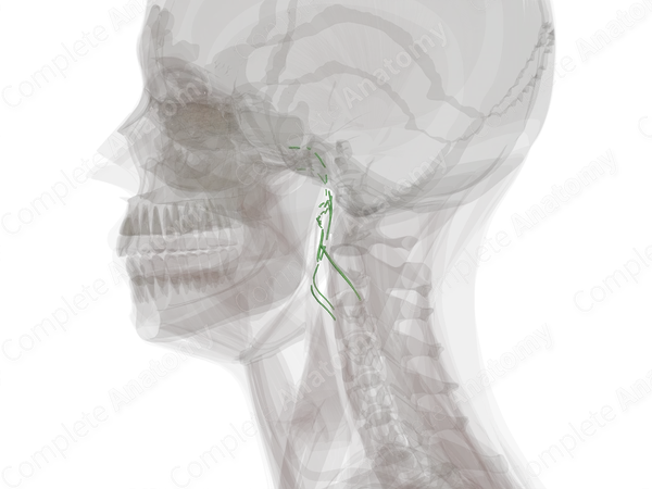 Parotid Lymph Vessels