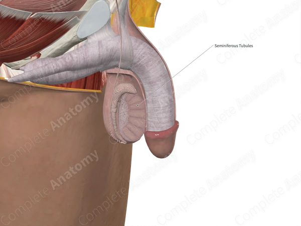 Lobules of Testis (Medial Part; Right)