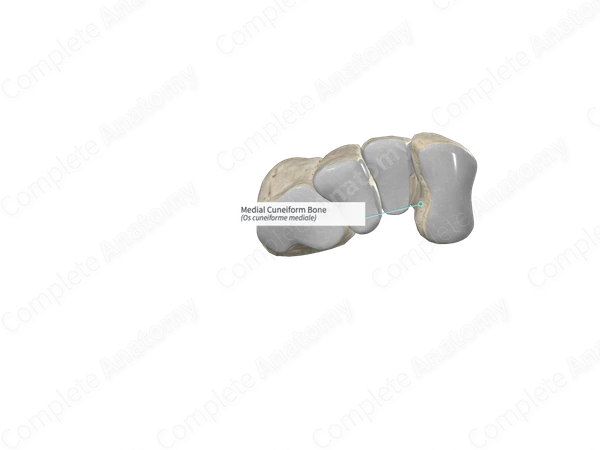 Medial Cuneiform Bone 