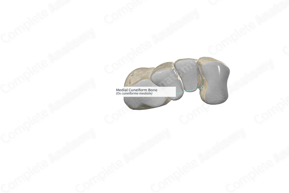 Medial Cuneiform Bone 
