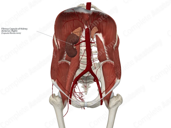 Fibrous Capsule of Kidney (Anterior; Right)