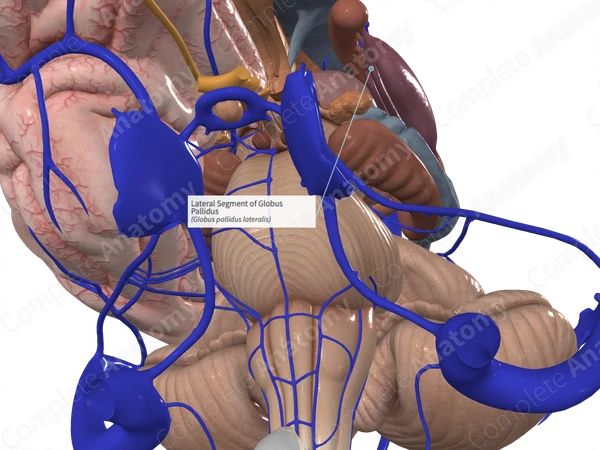 Lateral Segment of Globus Pallidus 