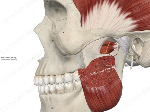 Masseteric Artery 