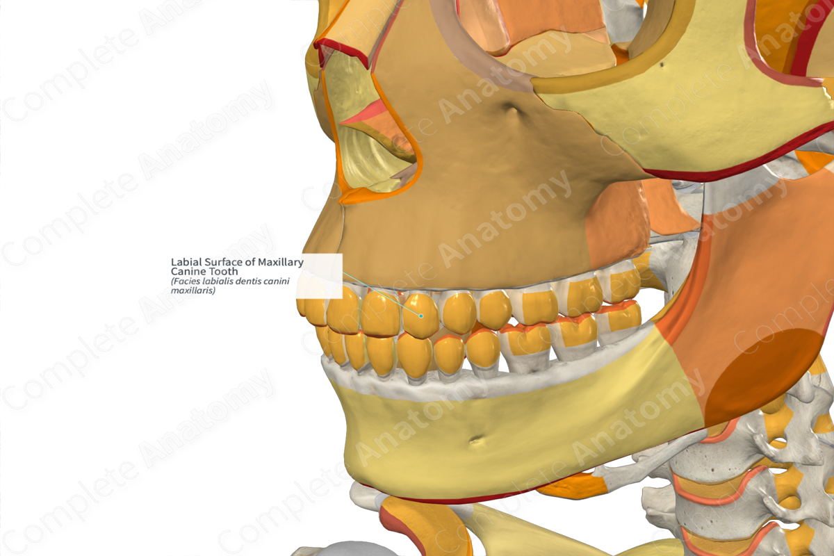 Labial Surface of Maxillary Canine Tooth