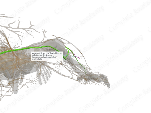 Muscular Branch of Radial Nerve to Extensor Digitorum (Left)
