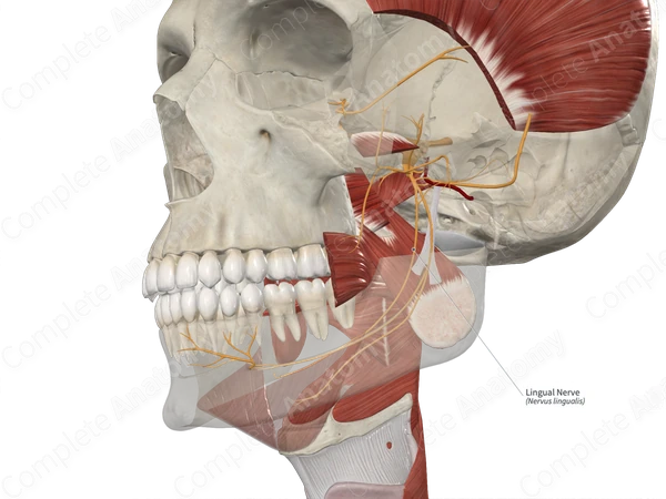 Lingual Nerve