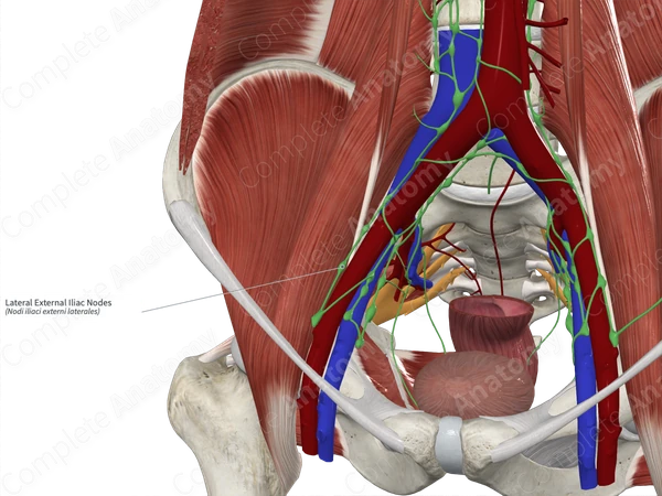 Lateral External Iliac Nodes