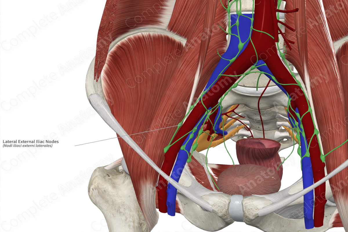 Lateral External Iliac Nodes 