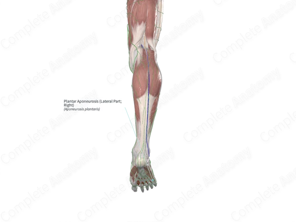 Plantar Aponeurosis (Lateral Part; Right)