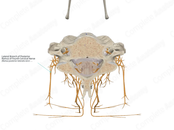Lateral Branch of Posterior Ramus of Fourth Cervical Nerve