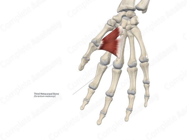 Third Metacarpal Bone 