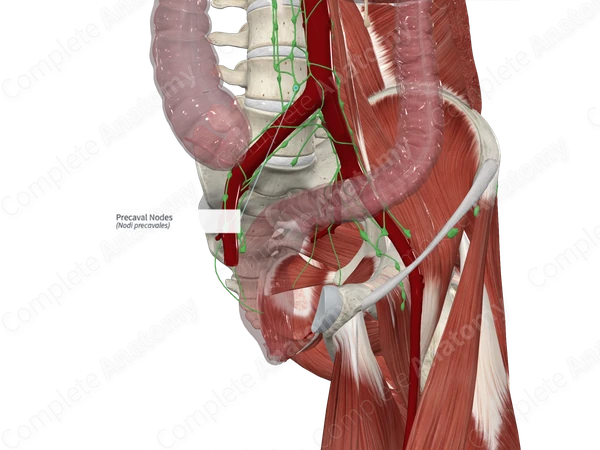 Precaval Nodes