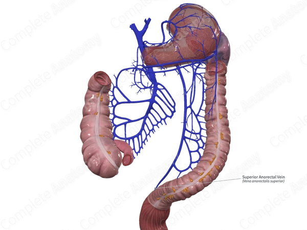 Superior Anorectal Vein