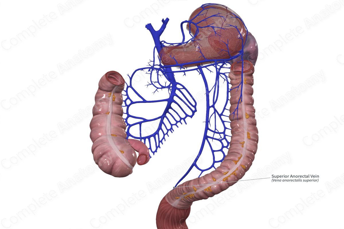 Superior Anorectal Vein