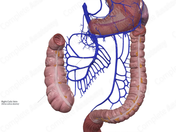 Right Colic Vein