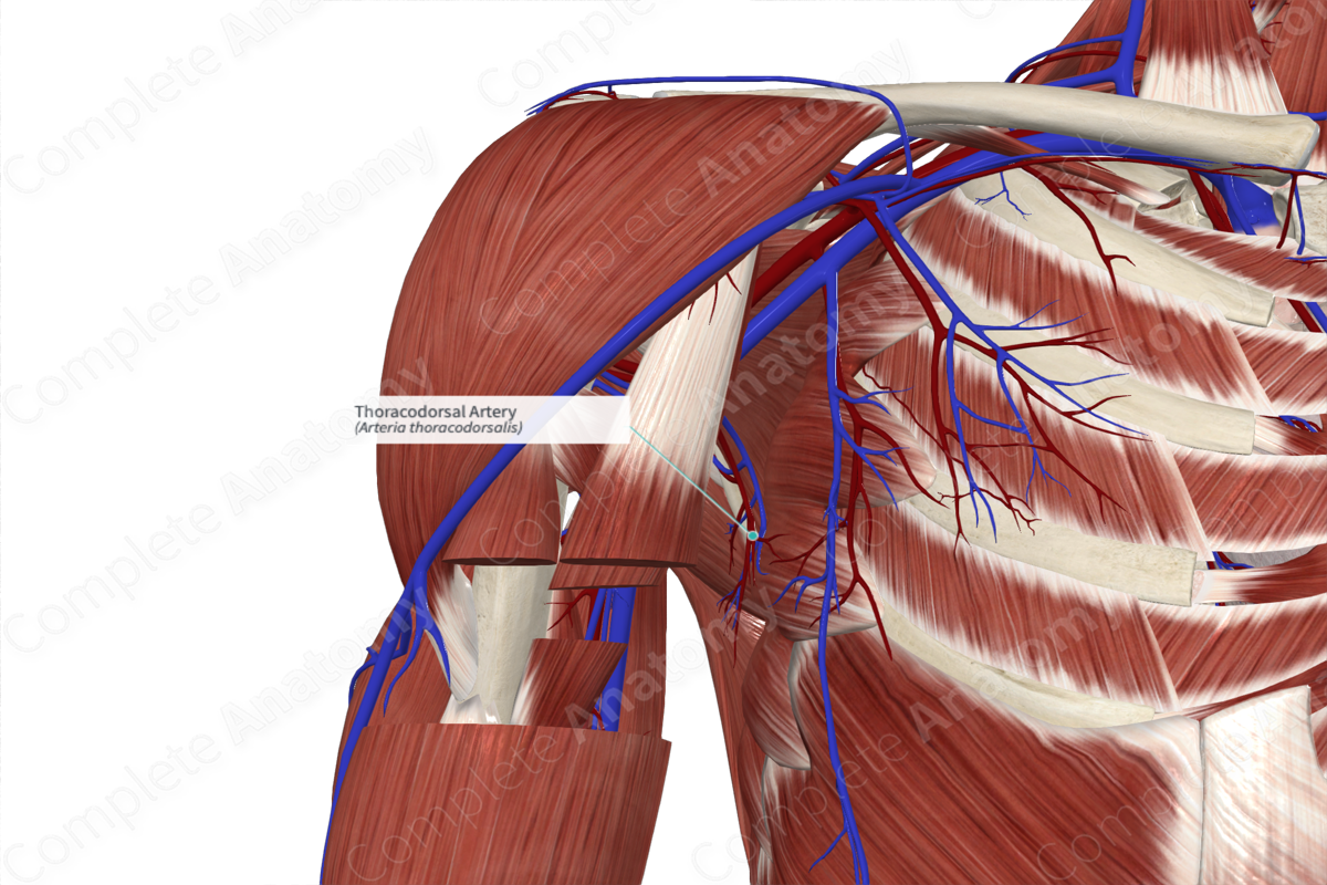 Thoracodorsal Artery 