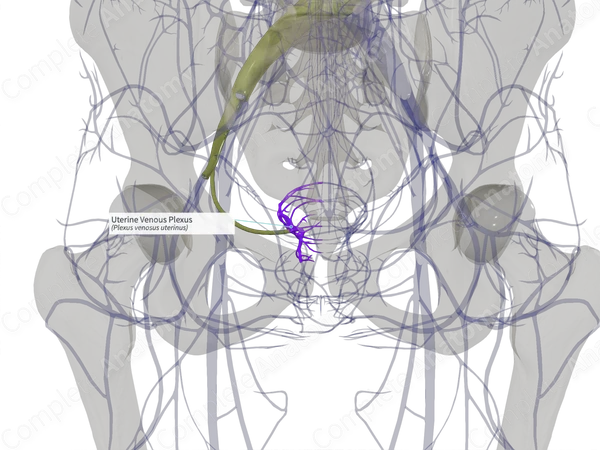 Uterine Venous Plexus (Left)