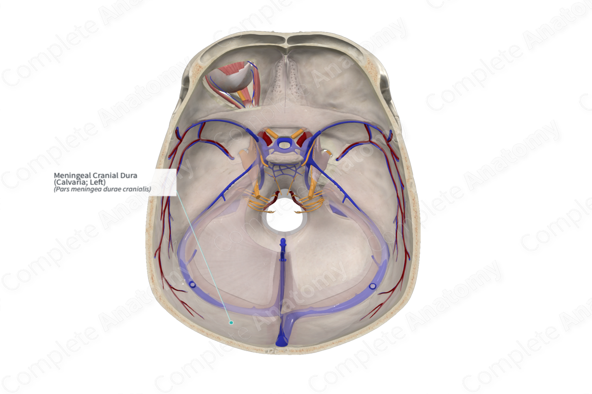 Meningeal Cranial Dura (Calvaria; Right)