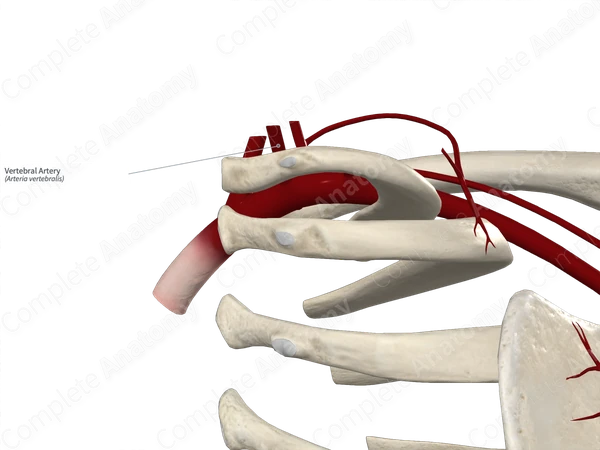 Vertebral Artery