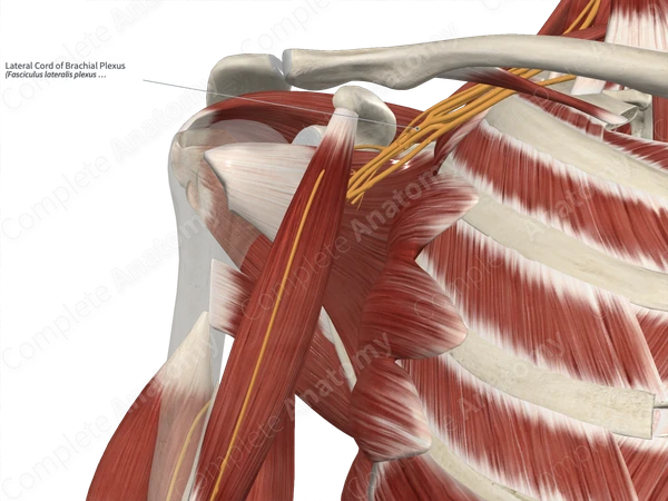 Lateral Cord of Brachial Plexus