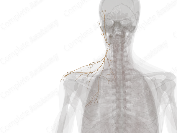 Superficial Branches of Cervical Plexus (Left)