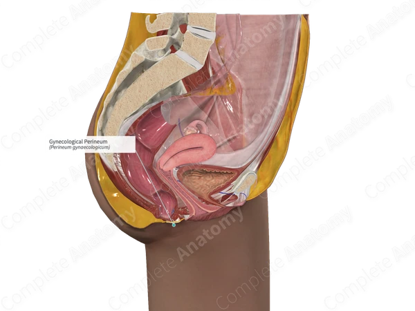 Gynecological Perineum